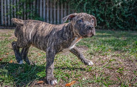 american bully brindle puppies.